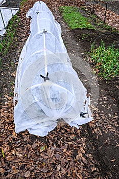 Winter kitchen garden, planting bed covered with a support structure and white fabric to protect the growing plants