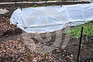 Winter kitchen garden, planting bed covered with a support structure and white fabric to protect the growing plants