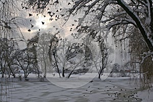 Winter, lake and birds