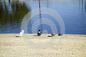 Winter Lake Guest Birds, Cortez Park, Phoenix, AZ