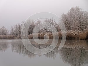 Winter lake landscape frosted plants at shore, water reflection, grey shades