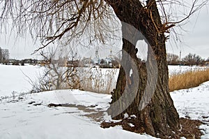 Winter on the lake near the old willow with a hollow