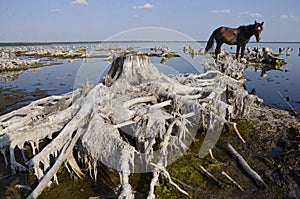 Winter lake shore with horses.
