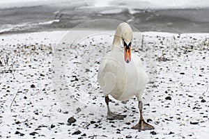 Winter Land Snow white swan Bird walk ice lake 3