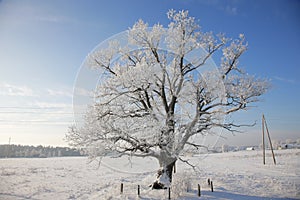 Winter landscale, lone oak tree in snow-covered field