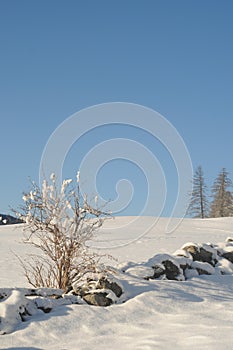 Winter landscape