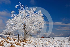 Winter landscape