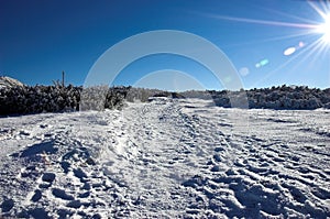 Winter landscape