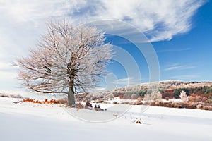 Winter landscape