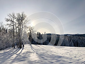 Winter landscape