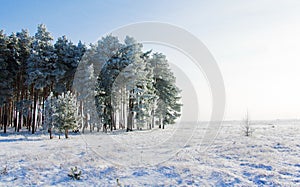 Winter landscape