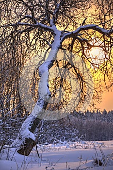 Winter landscape
