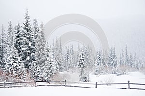 Winter Landscape