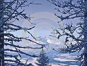 Winter landscape