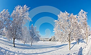 Winter landscape