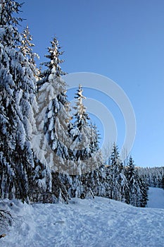 Winter landscape 3