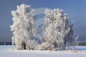 Winter landscape