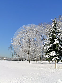 Winter landscape