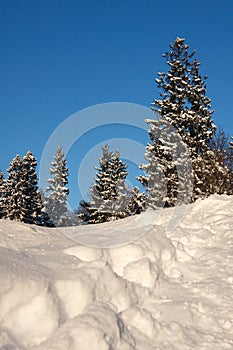 Winter landscape.