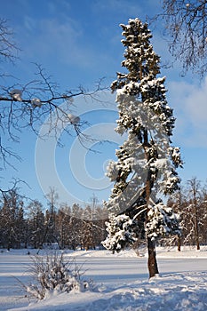 Winter landscape.