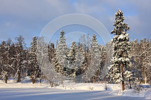 Winter landscape.