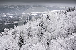 Winter landscape