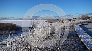 Winter landscape