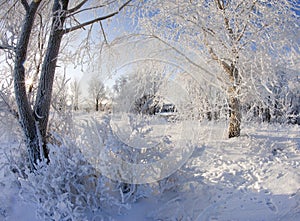 Winter landscape