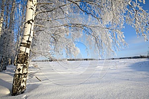 Winter landscape