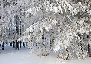 Winter landscape