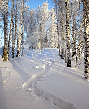 Winter landscape