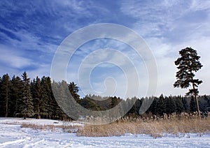 Winter landscape