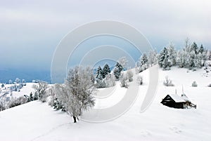 Winter landscape