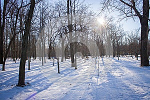 Winter landscape.