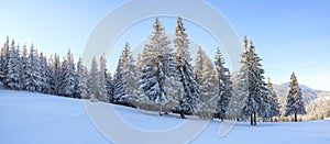 Winter landscape. Amazing panorama is opened on mountains, meadow, the forest with trees covered with snow and the blue sky.