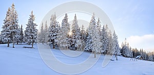 Winter landscape. Amazing panorama is opened on mountains, meadow, the forest with trees covered with snow and the blue sky.