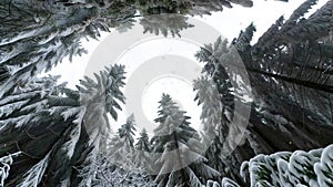 Winter landscape ambient video. Looking up in the snow-falling sky amidst a snow-covered coniferous forest. seamless loop.