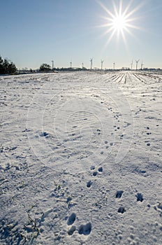 Winter landscape with animal spoor, sun and wind turbines photo