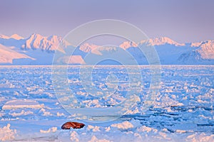 Winter landscape with animal. Walrus, Odobenus rosmarus, stick out from blue water on white ice with snow, Svalbard, Norway. Winte