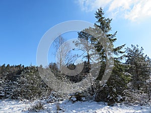 Winter landscape around the LangbÃ¼rgner See in Bavaria