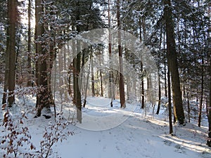 Winter landscape around the LangbÃ¼rgner See in Bavaria