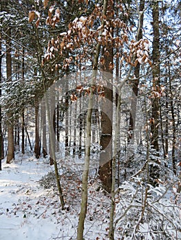 Winter landscape around the LangbÃ¼rgner See in Bavaria