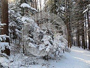 Winter landscape around the LangbÃ¼rgner See in Bavaria