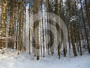 Winter landscape around the LangbÃ¼rgner See in Bavaria