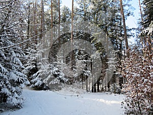 Winter landscape around the LangbÃ¼rgner See in Bavaria