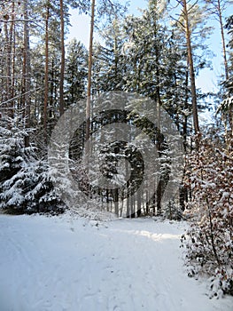 Winter landscape around the LangbÃ¼rgner See in Bavaria