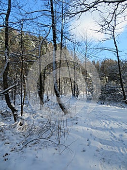 Winter landscape around the LangbÃ¼rgner See in Bavaria