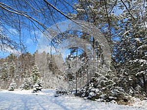 Winter landscape around the LangbÃ¼rgner See in Bavaria