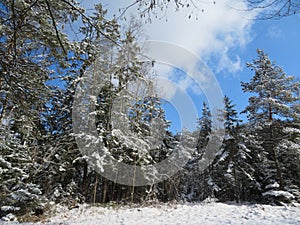 Winter landscape around the LangbÃ¼rgner See in Bavaria