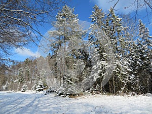 Winter landscape around the LangbÃ¼rgner See in Bavaria